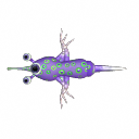 Green-Spackled Cyctopus